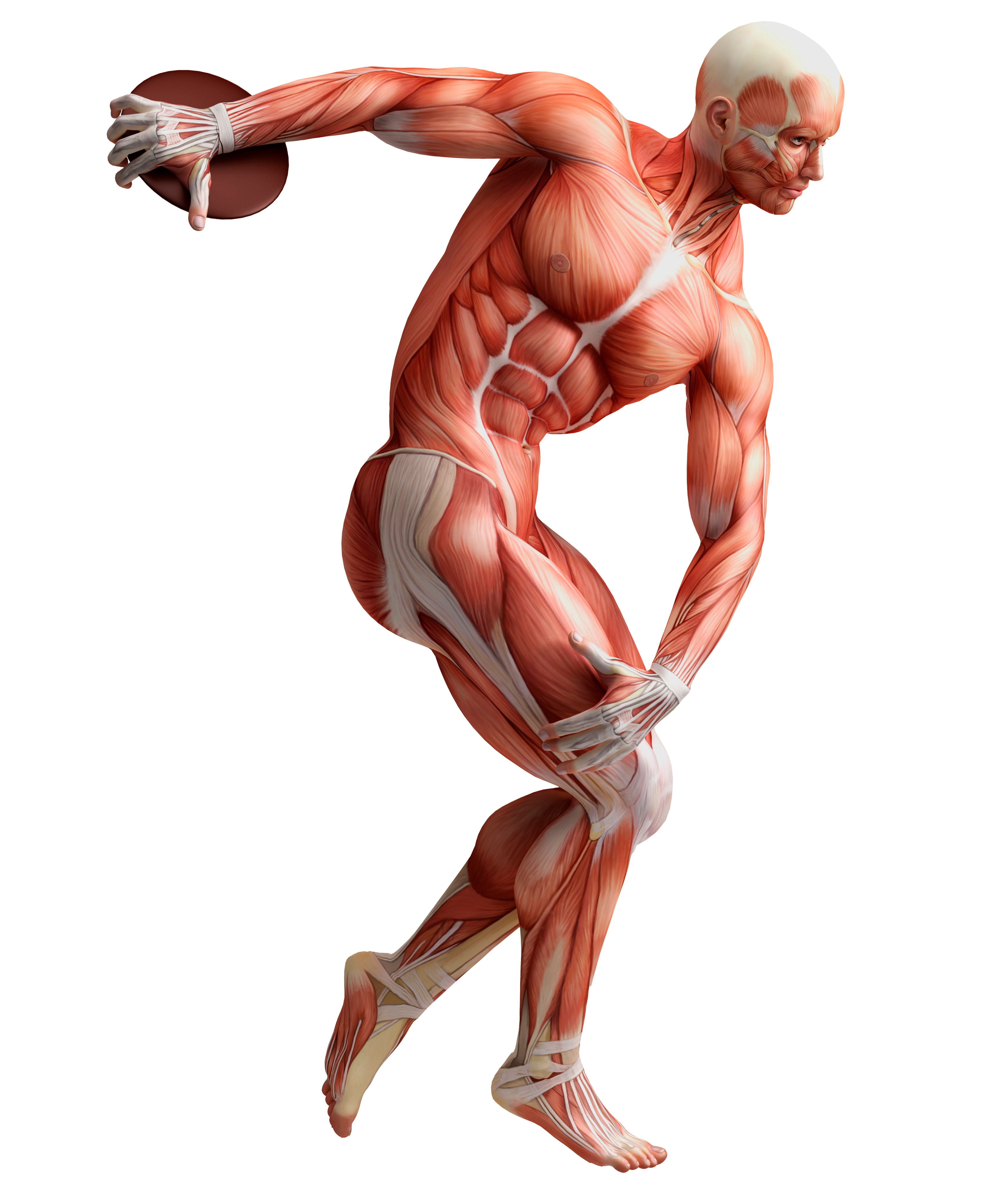 Men_Human_Anatomy