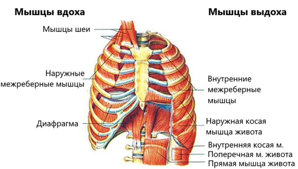 дыхание